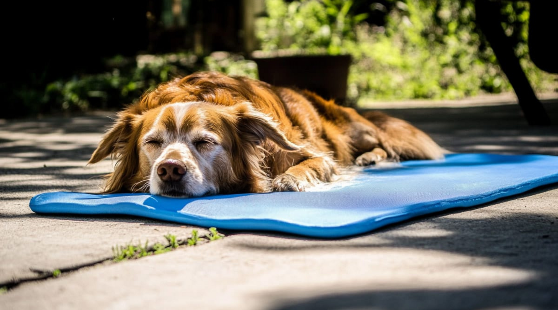 The Ultimate Guide to Must-Have Pet Accessories for Large Breed Dogs