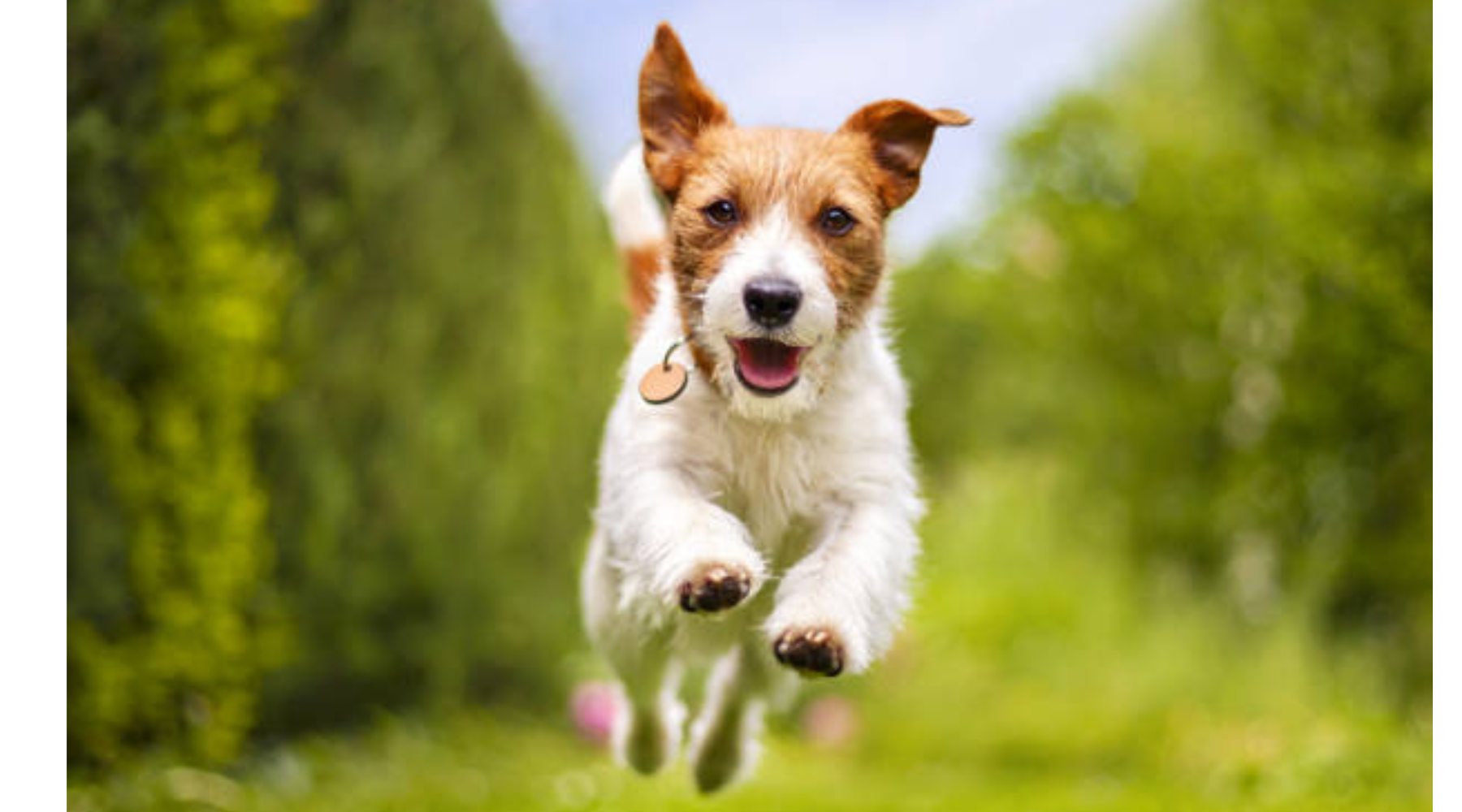 Tiny Tummies, Big Needs: The Importance of Small Breed-Specific Food