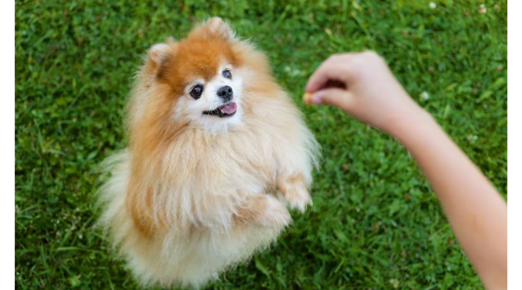 Top 5 Health Issues in Small Dogs and How to Prevent Them