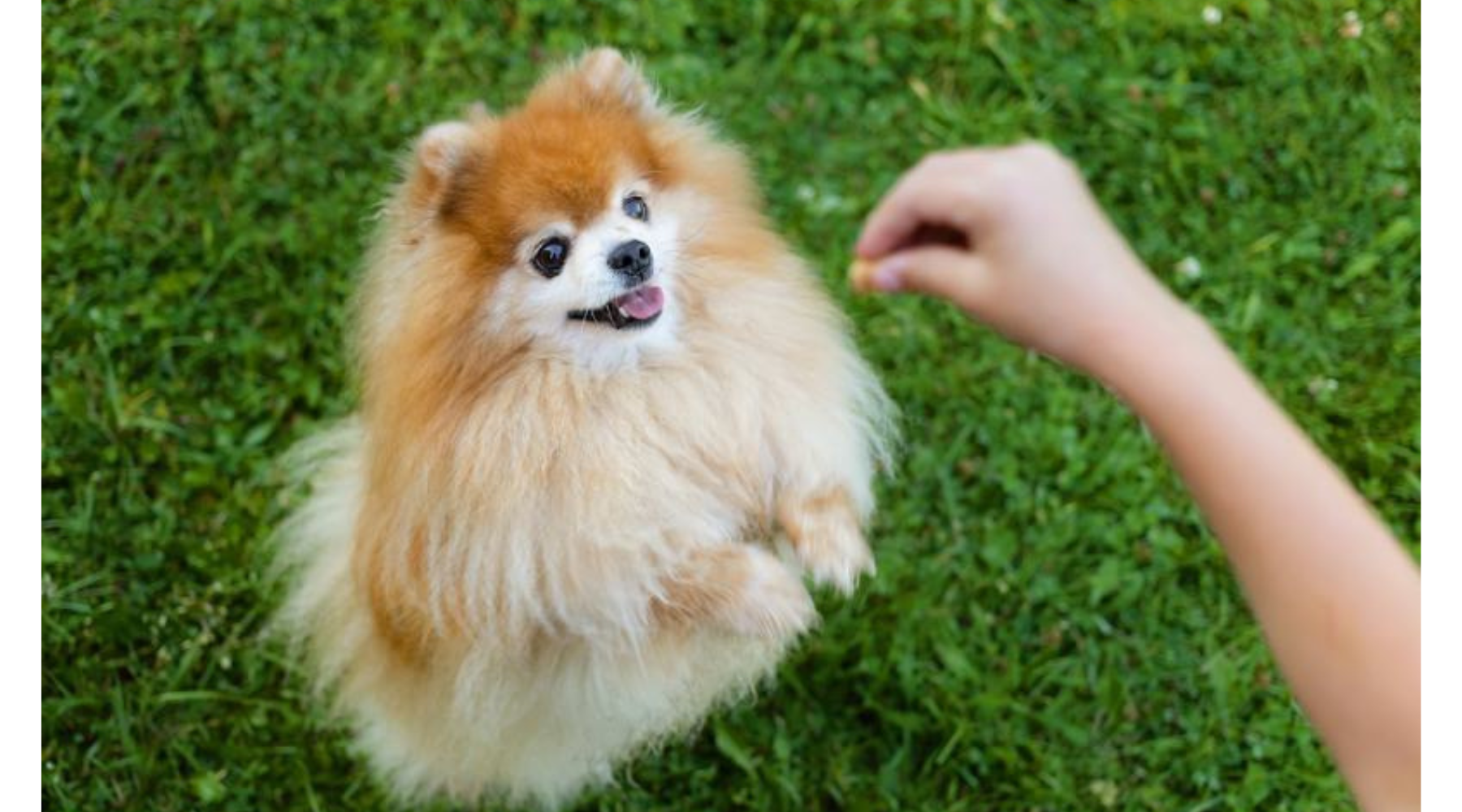 Top 5 Health Issues in Small Dogs and How to Prevent Them