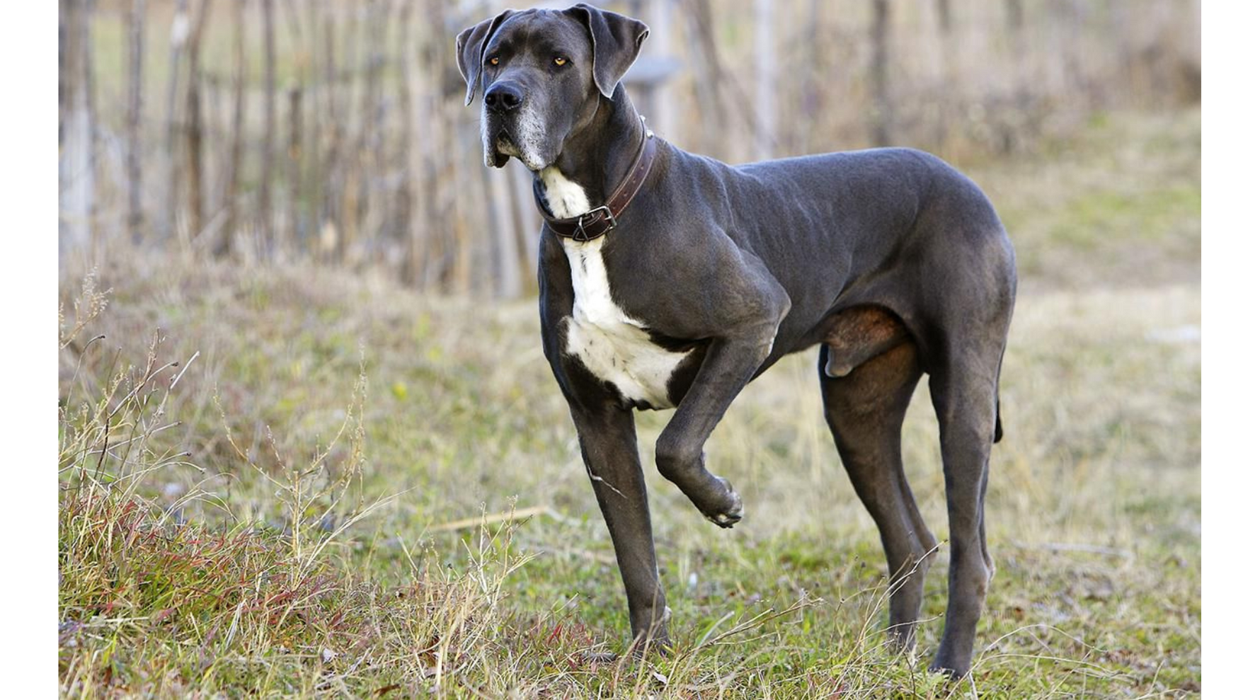 Bigger, Furrier, Better: Meet the World’s Largest Dog Breeds