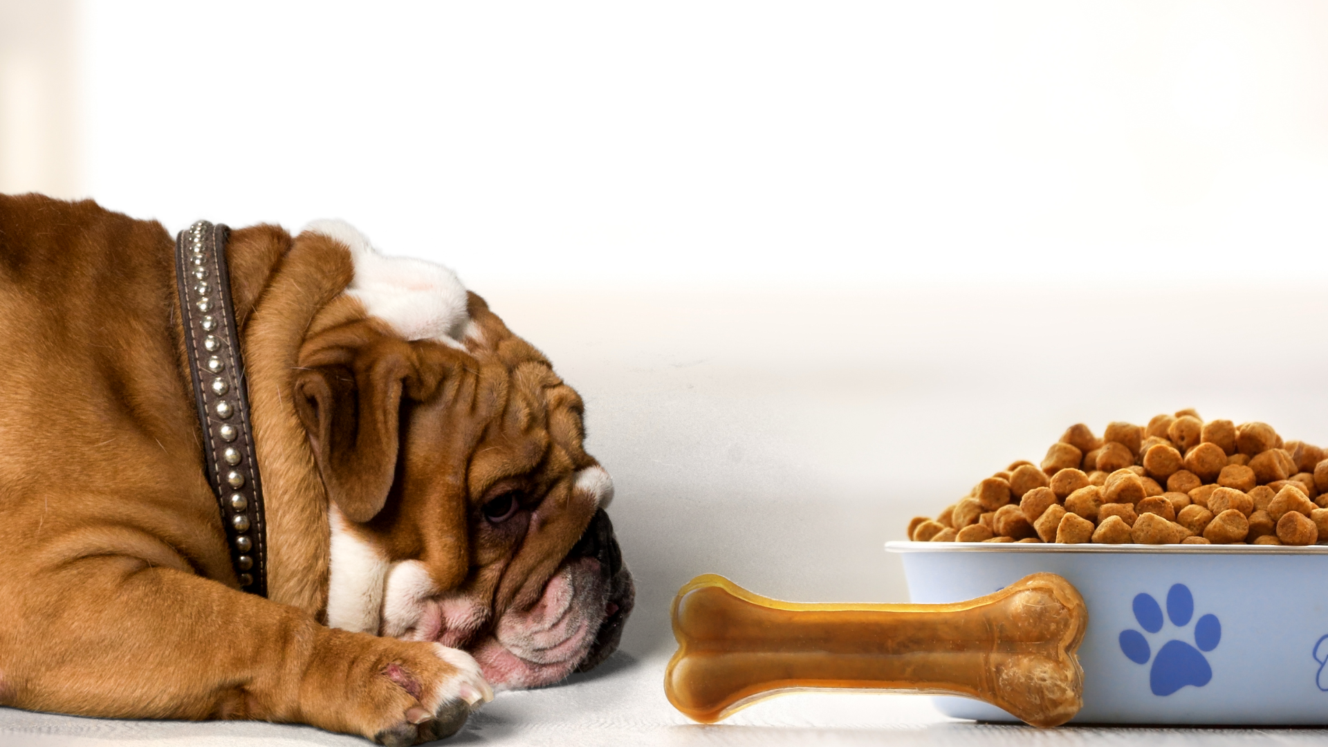 How to Identify If Your Pet Is a Picky Eater: Top Signs to Look For