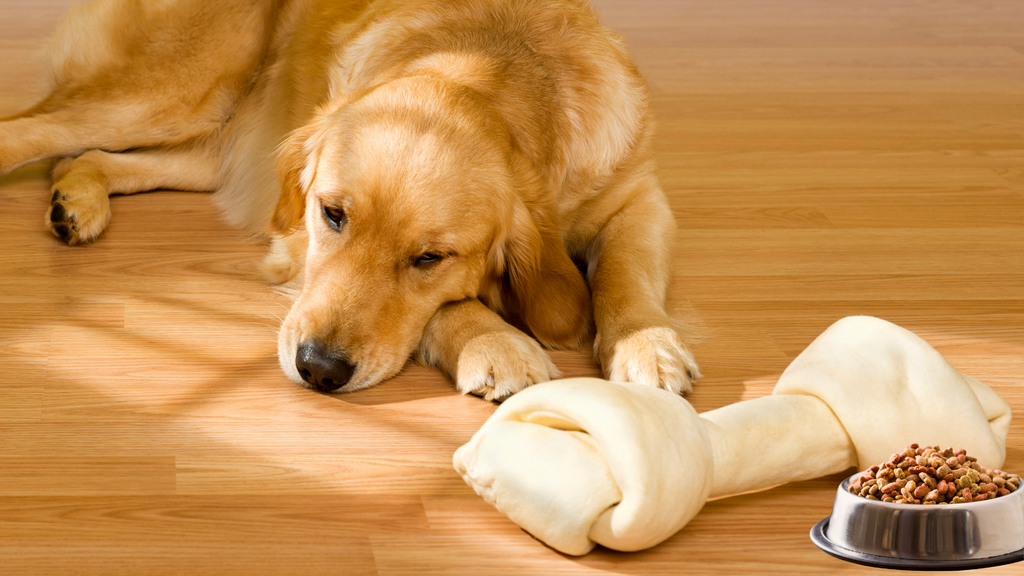 7 Signs Your Pet Has a Sensitive Gut (And What You Can Do About It)