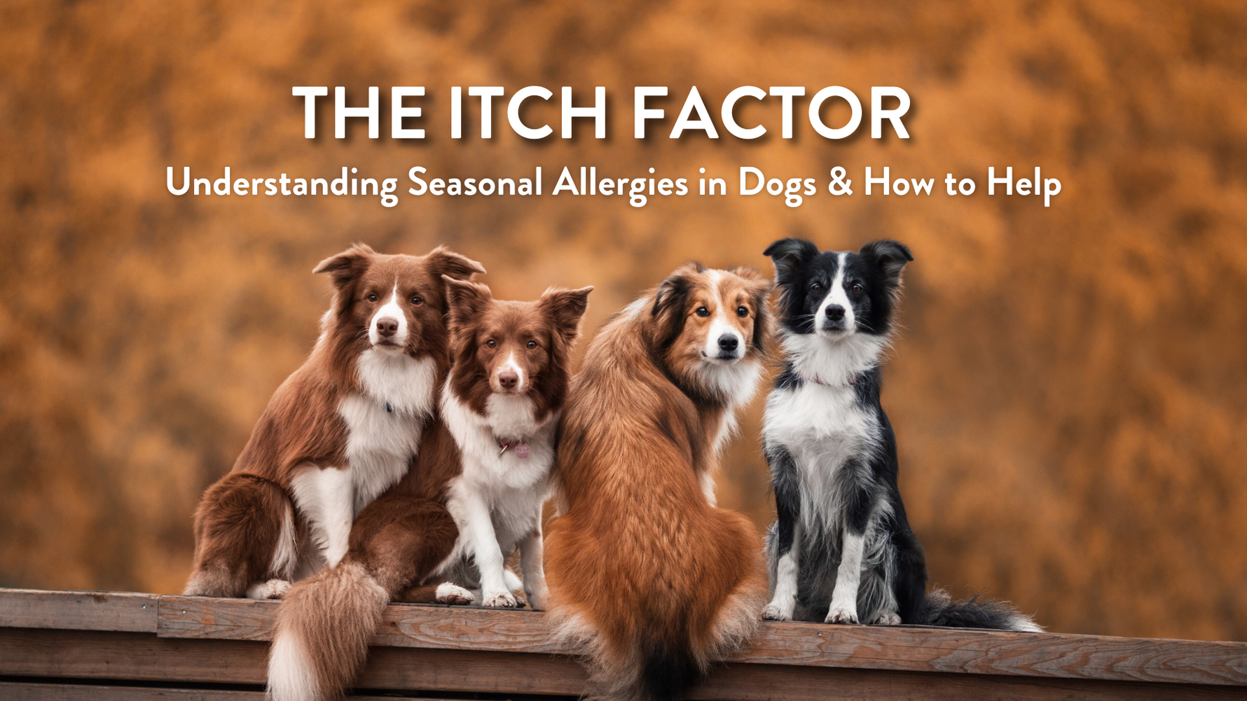 The Itch Factor: Understanding Seasonal Allergies in Dogs and How to Help