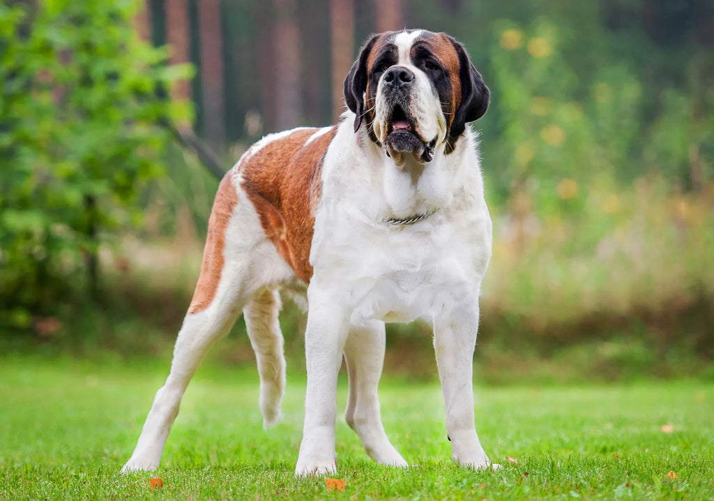 Bigger, Furrier, Better: Meet the World’s Largest Dog Breeds