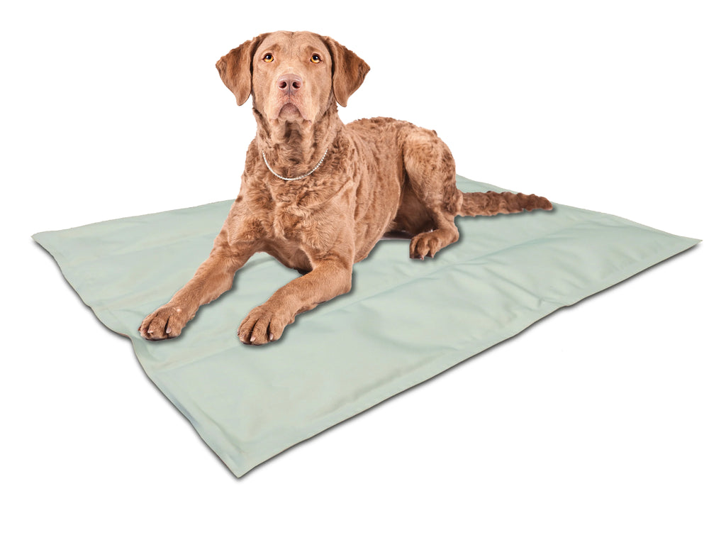 The Ultimate Guide to Must-Have Pet Accessories for Large Breed Dogs