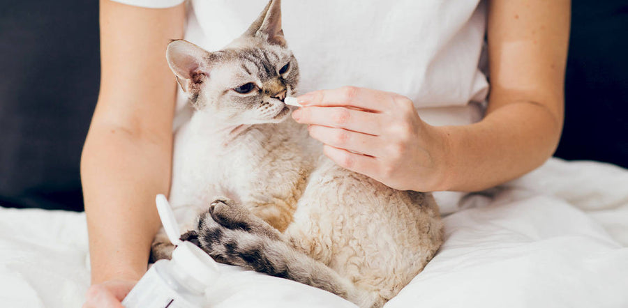 Prebiotics for Optimal Coat Health: How Gut Health Impacts Your Cat’s Fur