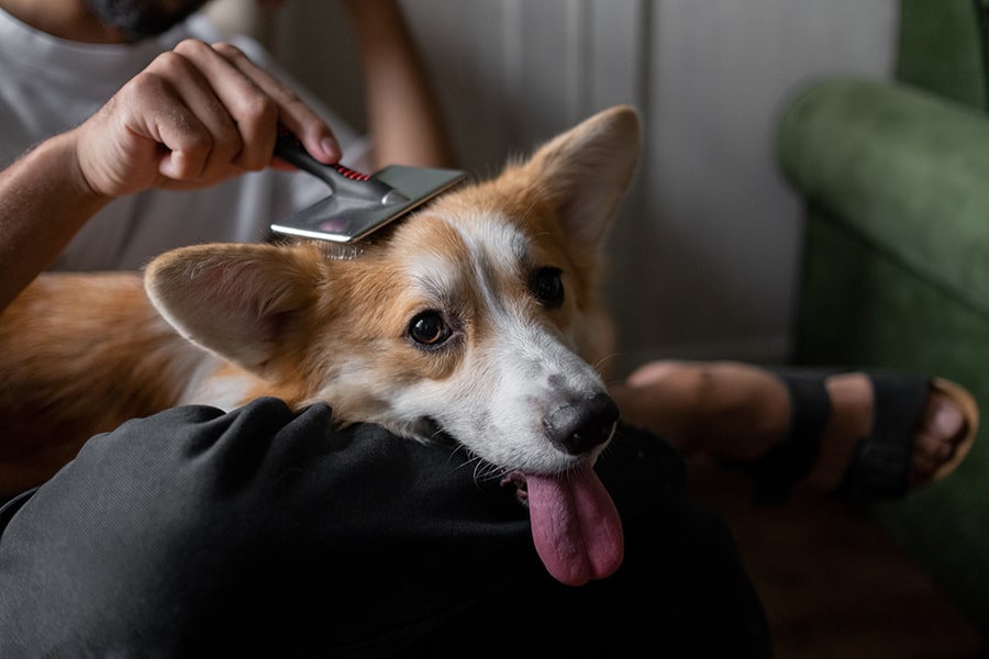 Tips for Healthy Skin and Coat Care in Adult Dogs and Puppies