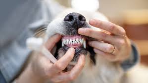 Unlock Your Dog's Best Smile: Expert Dental Care Secrets!