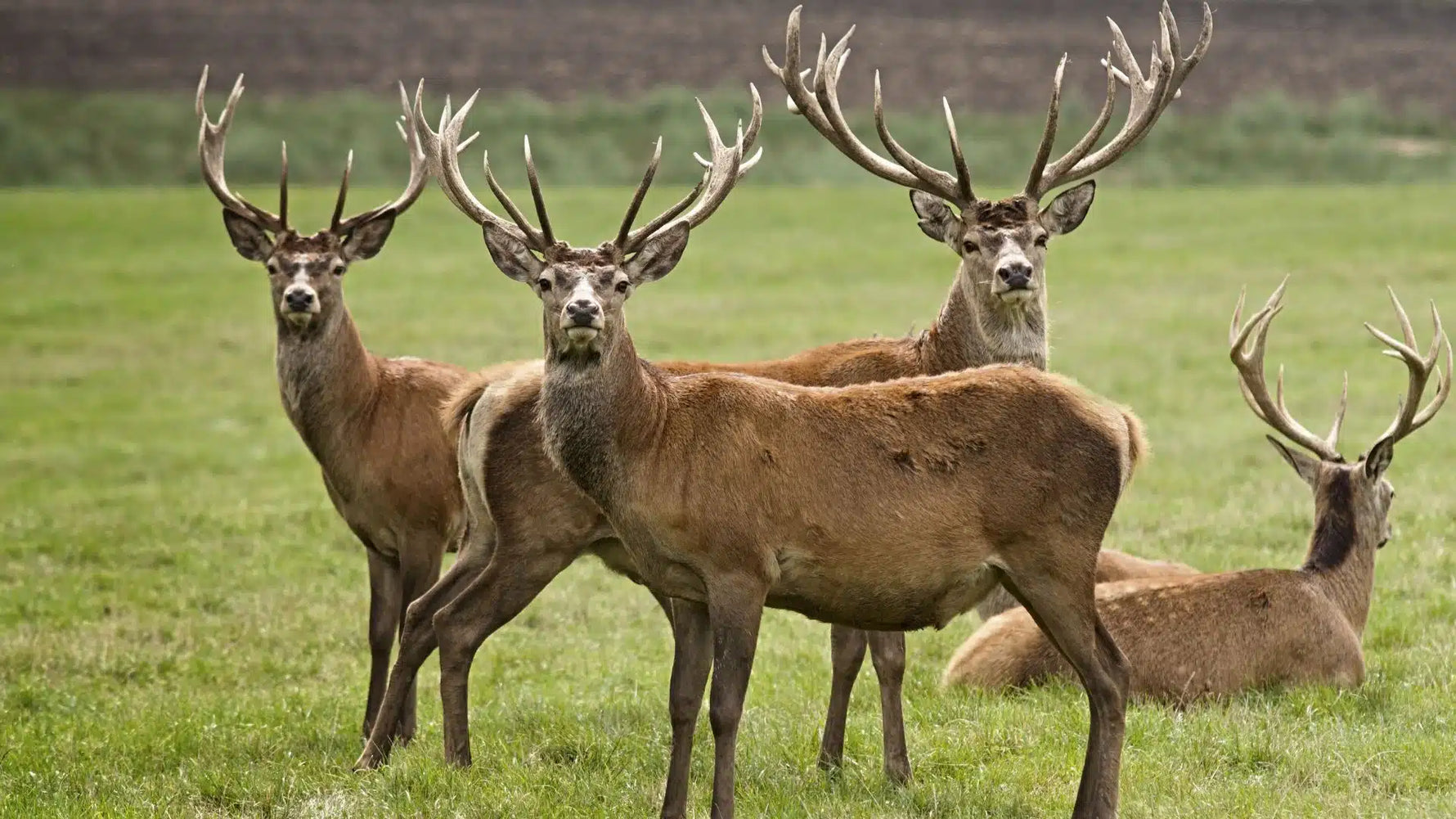 Why Novel Proteins Are the New Meat for Your Dog: The Power of Wild Apples & Kangaroo and Venison