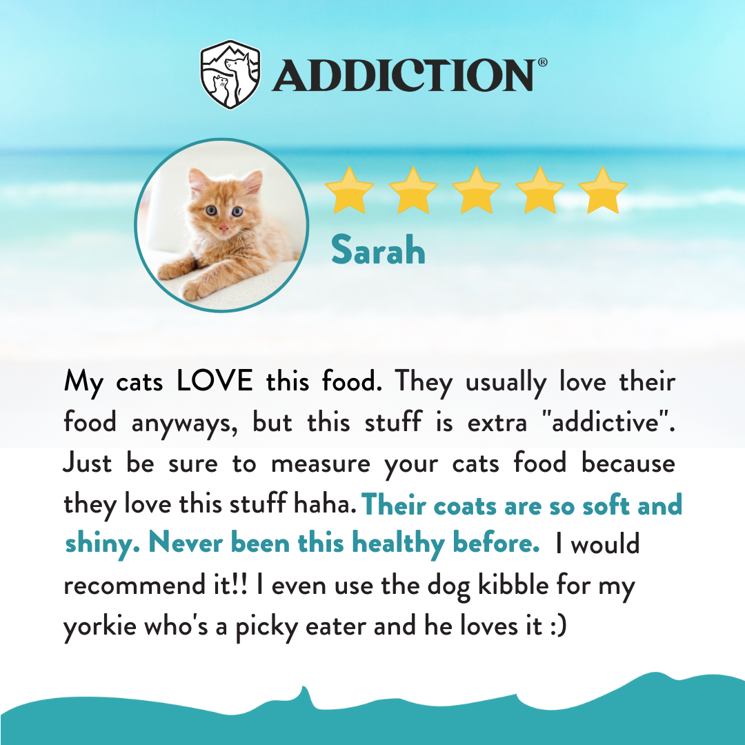 [Cat trial Pack Bundle] Salmon Bleu Dry Food 60g