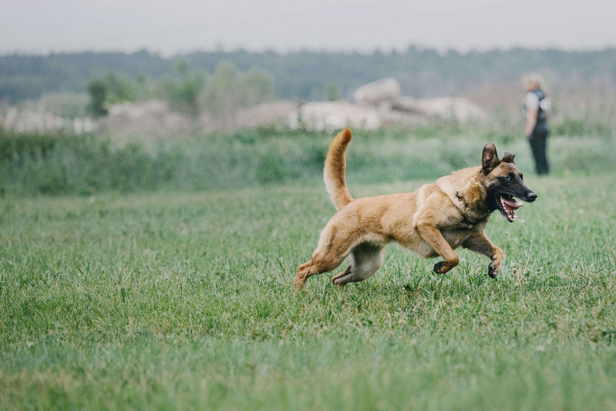 Active Dogs