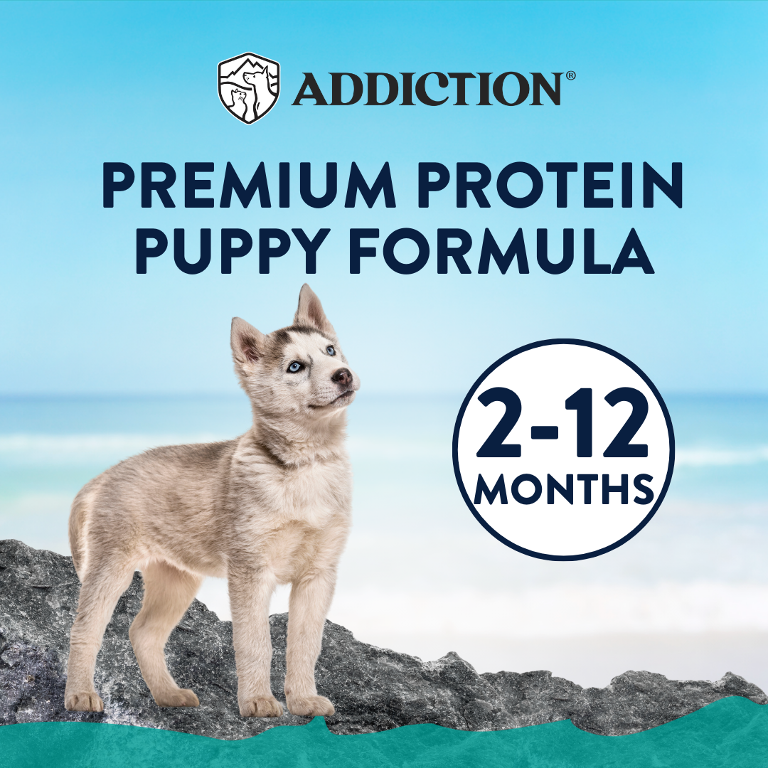 [Dog Trial Pack Bundle] Salmon Bleu Puppy Dry Food 60g