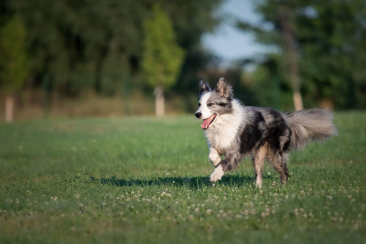 Farm Dogs