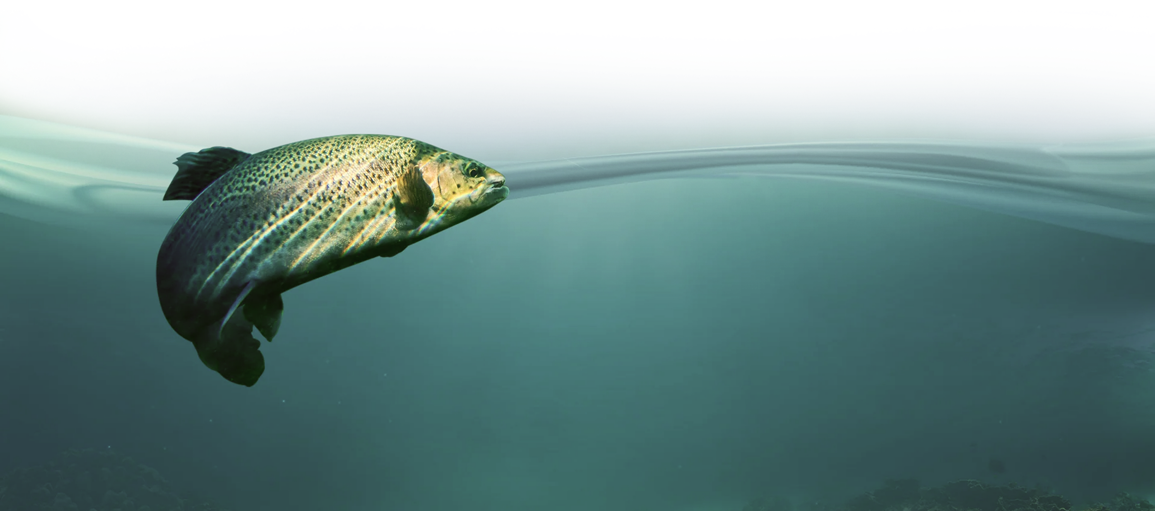 Fish swimming in clear blue water with a gradient background