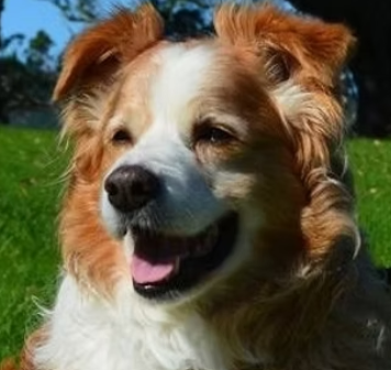 Goodogz Training & Grooming